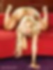66149517_coco16.jpg