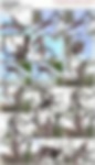 81758424_tree_snake.wmv.jpg