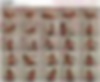 94864145_cherry_009.avi.jpg