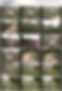 79671655_wals_roberta_v19.wmv.jpg